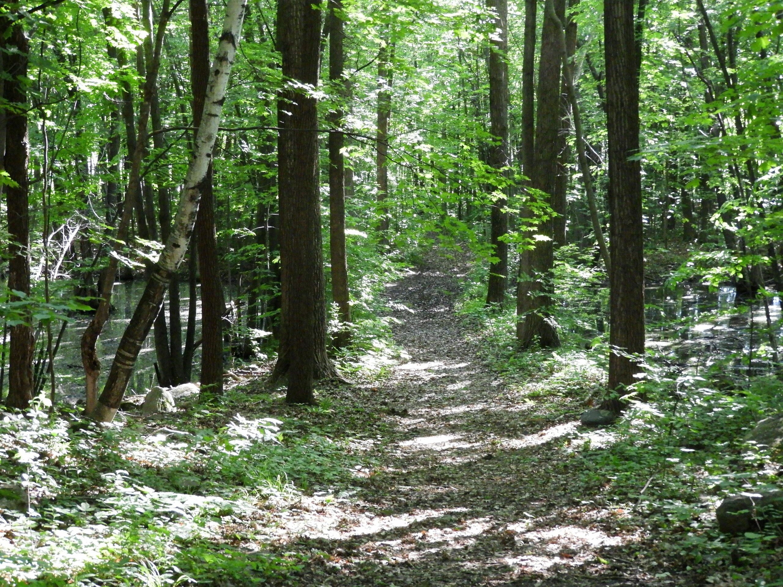panorama view of rousseau forest with sunlight streaming through top of leaves